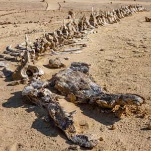 FAYOUM SAFARI & WADI EL HITAN